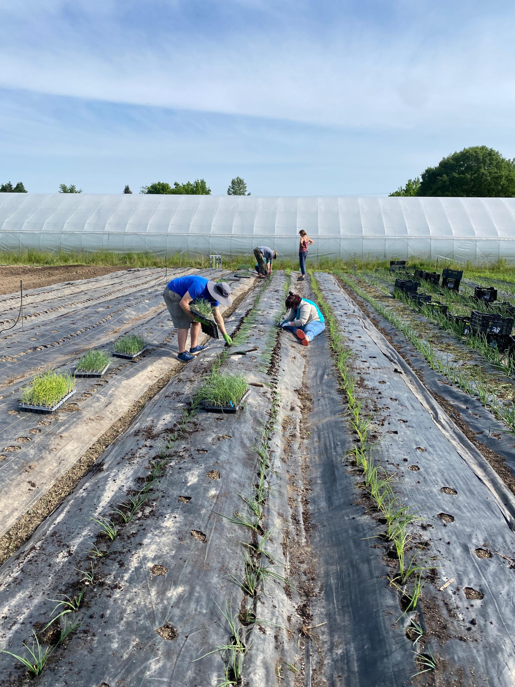 Laker Food Co. Staff volunteering on GVSU SAP farm